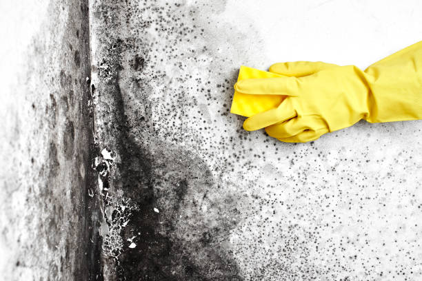 Best Mold Cleaning Services  in Hyde Park, UT