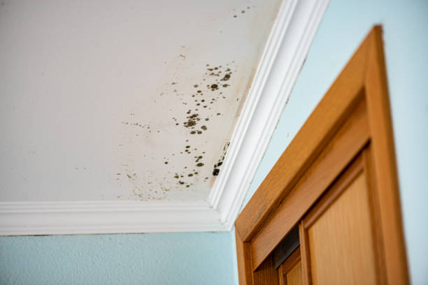 Best Fast Mold Removal  in Hyde Park, UT
