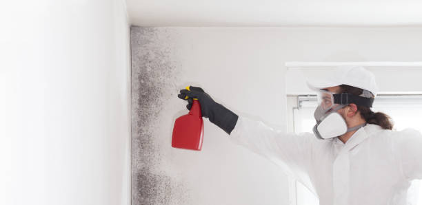 Best Mold Testing  in Hyde Park, UT