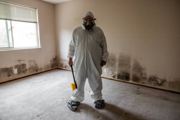 Best Certified Mold Removal  in Hyde Park, UT